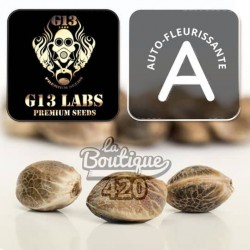 G13 Labs Dosi Auto autoflowering feminisierte Cannabissamen mit 420-Markierung für Premium-Sammlung