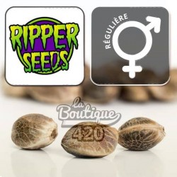 Ripper Seeds Ripper Badazz reguläre Cannabissamen, authentische kalifornische OG Kush Varietät