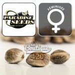 Feminisierte CBDream-Samen von Paradise Seeds mit 15% CBD, Amsterdamer Sammlungsverpackung für therapeutische Sorte