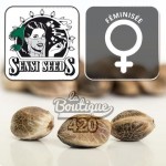 Feminisierte Cashew Kush Cannabissamen von Sensi Seeds Research, Premium-Hybrid mit 22% THC