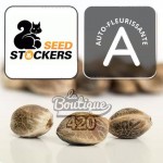 Jack Herer Auto Kollektionssamen von Seed Stockers, Premium-Autoflowering-Sorte mit Sativa-Dominanz
