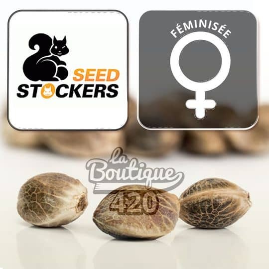 Drei feminisierte Green Crack Samen von Seed Stockers, kalifornische sativa-dominante Sorte aus der Kreuzung Skunk #1 x Mang