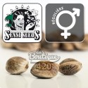 Mexican Sativa Reguläre Samen, Sensi Seeds