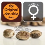 Feminisierte Peanut Butter OGKB Cannabissamen von Original Sensible Seeds, premium Hybrid-Sorte mit 25-28% THC