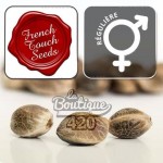 Mango Pepper reguläre Cannabissamen von French Touch Seeds, Réunion Sativa-Landrace-Sorte für die Sammlung