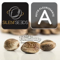 Drei Polar Gelato Auto Cannabissamen von Silent Seeds, premium autoflowering Sorte aus der Kollaboration mit Sherbi