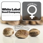 Feminisierte White Label White Cheese Cannabissamen mit ihren charakteristischen genetischen Merkmalen