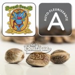 Graines Orange Apricot Glue XL Auto Sweet Seeds autofloraison premium collection génétique espagnole