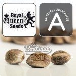 Royal Queen Seeds Titan F1 Auto Sammlersamen, revolutionärer autoflowering Premium-Hybrid