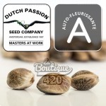 Dutch Passion Auto Kerosene Krash Cannabissamen, premium autoflowering Sorte mit gassigen Aromen