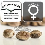 Feminisierte Dutch Passion CBD Mazar, premium Indica-Sorte reich an CBD mit stabiler Genetik