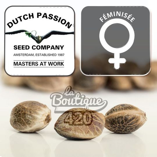 Feminisierte Dutch Passion CBD Mazar, premium Indica-Sorte reich an CBD mit stabiler Genetik