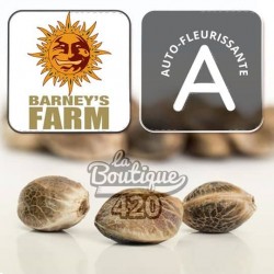 Drei Barney's Farm OG Kush Auto Cannabissamen, premium autoflowering Sorte mit 20-24% THC