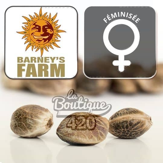 Feminisierte Barney's Farm OG Kush Premium-Collection Cannabissamen mit weiblichem Symbol und 420-Logo