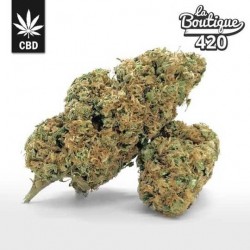 CBD Gorilla Blüten mit Diesel- und Erdaromen, harziger Hybrid mit 12-14% CBD und klebriger Textur