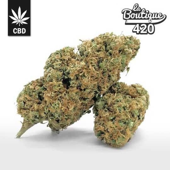 CBD Gorilla Blüten mit Diesel- und Erdaromen, harziger Hybrid mit 12-14% CBD und klebriger Textur