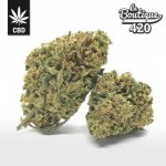 CBD Limoncello Blüten mit intensiven Zitronenaromen, Premium-Sativa reich an Trichomen