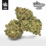 Premium CBD Orange Bud Blüten mit leuchtend orangefarbenen Pistillen und kristallinem Harz, legale Sorte
