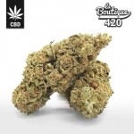 CBD Watermelon Boost Blüten mit Wassermelonen-Aromen, premium Hybridvarietät indoor angebaut