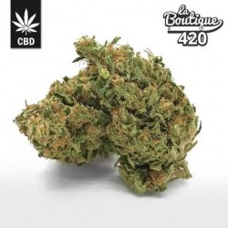 CBD Tutti Frutti Blüten mit tropischen Fruchtaromen, ausgewogener Hybrid aus Europa