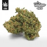 CBD Tutti Frutti Blüten mit tropischen Fruchtaromen, ausgewogener Hybrid aus Europa