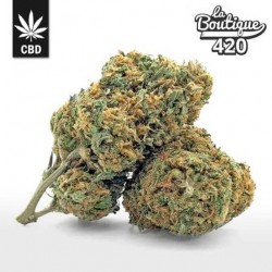 Premium CBD Buddha Fruit Blüten mit tropischen Aromen, cannabidiolreiche Hybrid-Sorte 17-22%