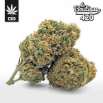 Premium CBD Buddha Fruit Blüten mit tropischen Aromen, cannabidiolreiche Hybrid-Sorte 17-22%