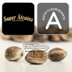 Super Strains Turing Auto Cannabissamen, resistente autoflowering Hindu Kush Varietät für die Sammlung