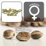 Jack's Dream Green House Seeds feminisierte Premium-Hybrid Cannabissamen Indica-Sativa