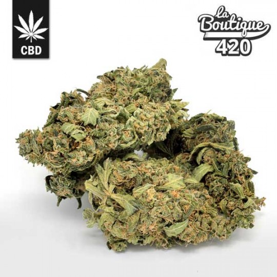 Getrocknete CBD Amnesia Blüten mit Zitrusaromen, legendäre Sativa-Sorte aus den Niederlanden reich an Cannabidiol