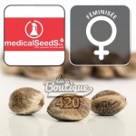 Feminisierte Grape Fuel Samen von Medical Seeds, premium Indica-Hybrid mit Trauben- und Diesel-Aromen