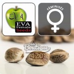Feminisierte Monster CBD Samen von Eva Female Seeds mit ausgewogenem THC:CBD-Verhältnis für die premium genetische Sammlung
