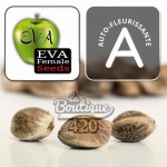 Feminisierte Super Watermelon Auto Samen von Eva Female Seeds, autoflorierend mit Zkittlez OG, premium Sammlung