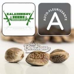 Kalashnikov Amur Gelato Auto Sammlungssamen, premium russischer Hybrid mit 26% THC und stabiler Genetik