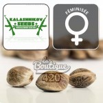 Feminisierte Kalashnikov Partizan Samen mit 420-Markierung, premium russische Indica mit 33% THC