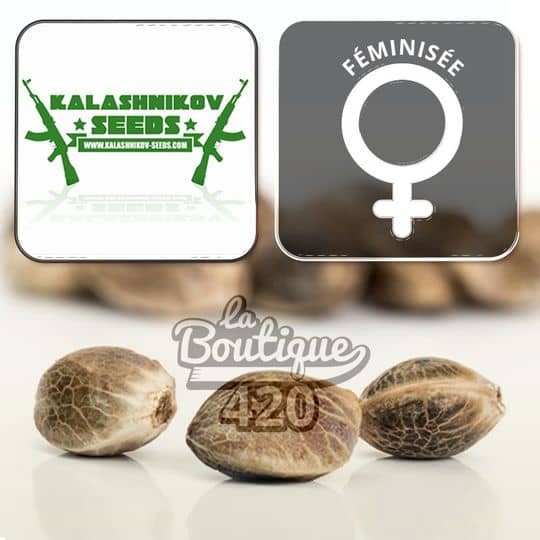 Feminisierte Kalashnikov Partizan Samen mit 420-Markierung, premium russische Indica mit 33% THC