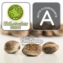 Cherry Punch Auto Samen von Philosopher Seeds, autoflowering Indica-Sativa-Sorte mit Kirscharomen