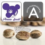 Drei Auto Blackberry Moonrocks Cannabissamen von Anesia Seeds mit markanten natürlichen Mustern für die Sammlung