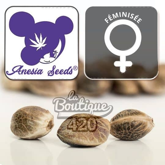 Foster feminisierte Cannabissamen von Anesia Seeds mit femininem Logo Premium-Hybrid mit 35% THC