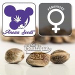 Feminisierte Smashberry Fumez Samen von Anesia Seeds, Hybrid-Varietät mit 35% THC für die genetische Sammlung