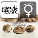 Feminisierte Tangie Cannabissamen von Royal Queen Seeds mit Zitrusaromen für die genetische Sammlung