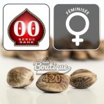Drei feminisierte Northern Light CBD Cannabissamen von 00 Seeds Bank mit charakteristischen natürlichen Mustern