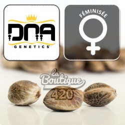 Feminisierte Purple Kosher Samen von DNA Genetics, premium Indica mit violetten Farben und Kush-Aromen
