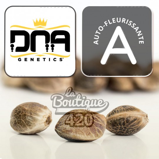 DNA Genetics MacNana Auto Sammlersamen, autoflowering mit tropischen Bananenaromen