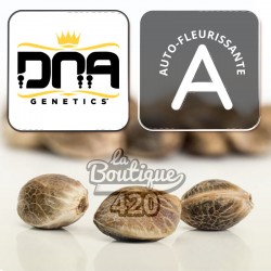 DNA Genetics Return of the Mac Auto feminisierte autoflowering Cannabissamen, Premium für die Sammlung