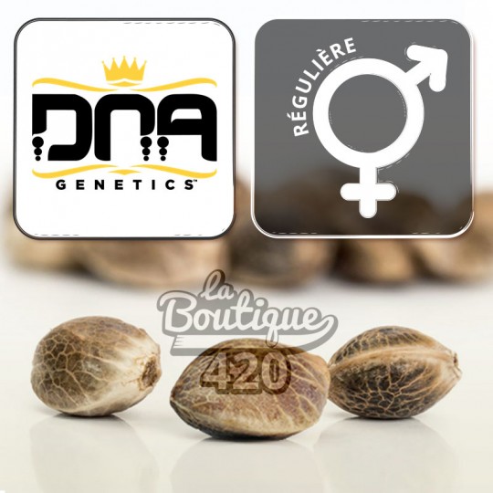 Drei reguläre DNA Genetics Tangie Cannabissamen mit markanten netzartigen Mustern für die Sammlung