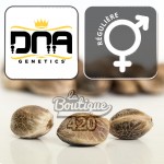 DNA Genetics Swiss Miss reguläre Cannabissamen, Indica-dominant mit stabiler Genetik und köstlichen Aromen