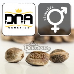 DNA Genetics You Whoo reguläre Premium-Sammlersamen, Indica-Varietät aus Super Silver L.A. x Chocolope