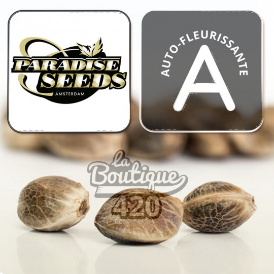 Paradise Seeds Lemonade Auto Autoflowering-Cannabissamen mit intensiven Zitronen- und Orangenaromen