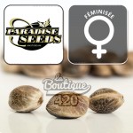 Paradise Seeds Mendo Creme feminisierte Sammler-Cannabissamen, premium kalifornischer Indica-Hybrid